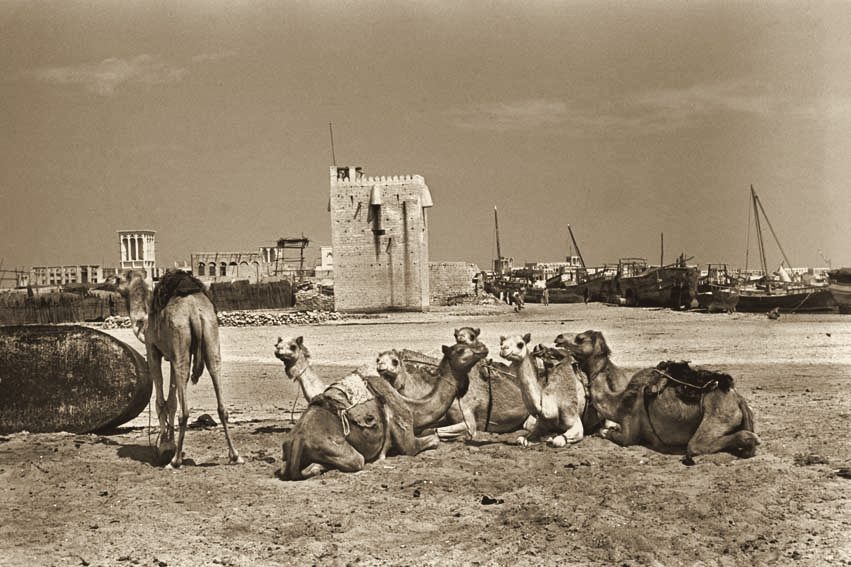 Camels resting at Shindagha, with a watchtower behind, Dubai, 1948